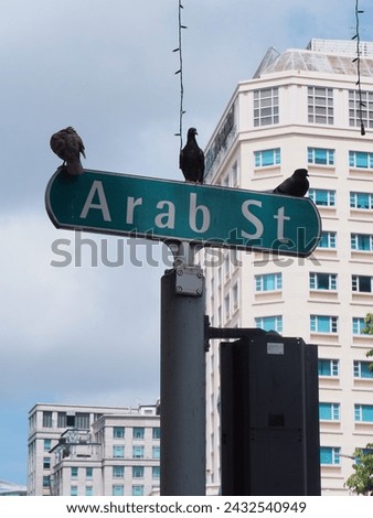 Birds at Arab street, Singapore 