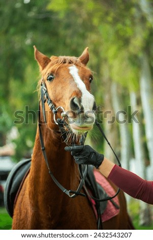 Portrait of a beautiful horse in a garden, close up, outdoor photography