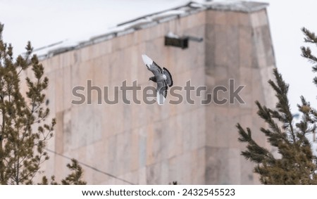 city ​​pigeon litit with spread wings above the trees against the background of the building
