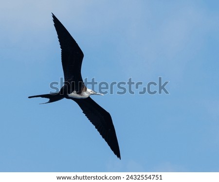 Fregat bird flying around with blue sky in galapagos island ecuador. Royalty-Free Stock Photo #2432554751