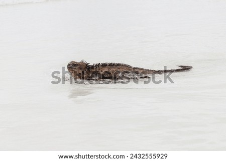 Marine iguana walking through shallow water on white sand beach in Galapagos Islands, Ecuador.