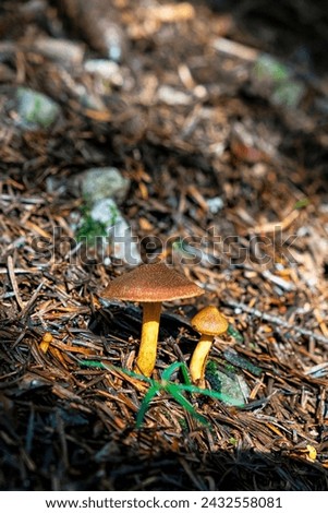Mushroom scene, Spania Dolina, Slovak republic. Autumn natural scenery. Travel destination. Royalty-Free Stock Photo #2432558081