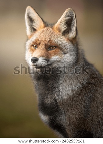 Wild red fox portrait, vertical picture by a professional wildlife photographer.