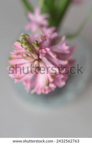 Pink hyacinth stock photo. Image of green, isolated, vertical. Spring time
