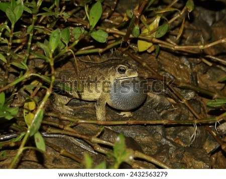 Duttaphrynus melanostictus croaks by its vocal sac in the night. Royalty-Free Stock Photo #2432563279
