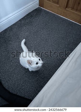 Picture of my cat waiting to jump on bed