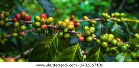 Close up colorful fresh coffee cherries on tree in coffee plantations, banner size Royalty-Free Stock Photo #2432567101