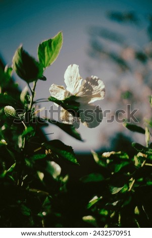 Wild yellow flower in dark forest,low key.Close-up of red hibiscus,White hibiscus flower against blue sky - Cirali,