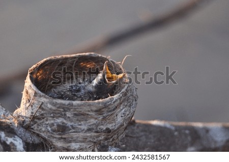 bird's nest on a branch