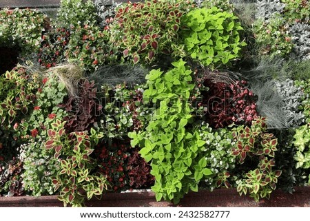 a bright flower bed of flowering (begonias) and ornamental (coleus) plants and herbs decorates the streets of the city