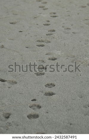 animal footprints on the beach