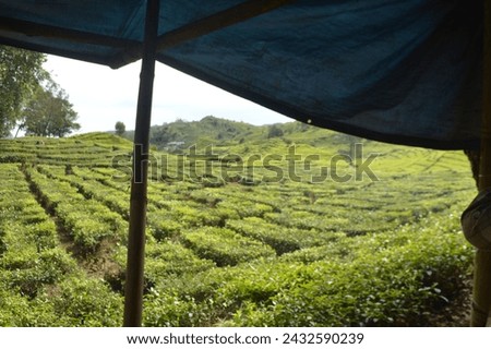 expanse of green and beautiful tea gardens