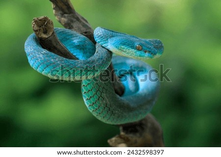 White-lipped Island Pit Viper (Trimeresurus insularis) native to Lesser Sunda Islands Indonesia. 
The body color is solid sky blue or teal 
jewel toned blue.