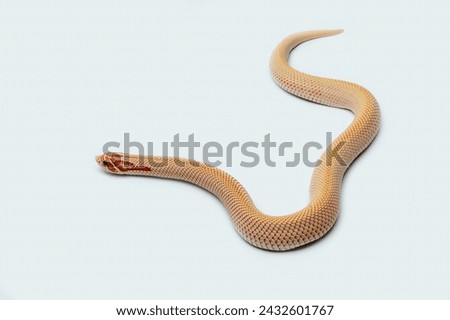 The Western Hognose Snake (Heterodon nasicus) is a species of snake endemic to North America. 