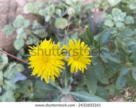 Yellow sunflower smells twins flowers 