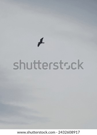 This flying seagul picture  taken by me 26 febuary 2024 