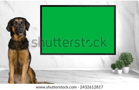 Green screen television with a cute beautiful dog on room background..
