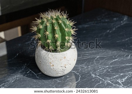 A small cactus plant sitting in a white ceramic pot on a dark marble table top. The plant is surrounded by a white rim, which contrasts with the dark background. Concept of calm and serenity.