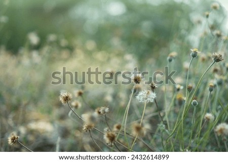 A field of grass flowers light up by a calm morning light. An inspirational nature image for aesthetic of spring design. Spring nature in soft pastel earth tone blurred background. Royalty-Free Stock Photo #2432614899