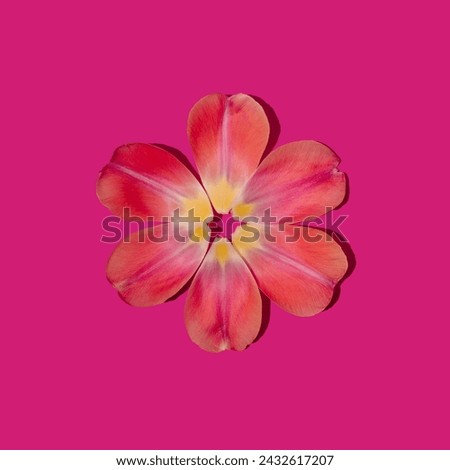 Toulip flower petals arranged in circle on pink background. Minimal concept. Flat Lay.