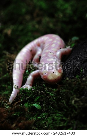 Tiger Salamander or Ambystoma tigrinum, is the largest land amphibian in North America.