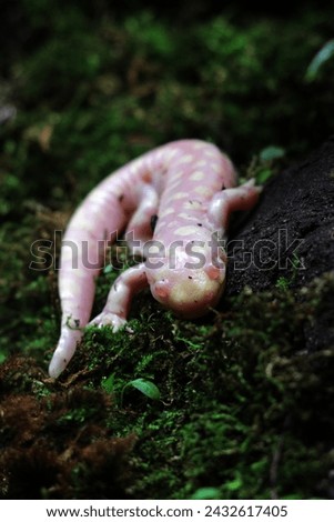 Tiger Salamander or Ambystoma tigrinum, is the largest land amphibian in North America.