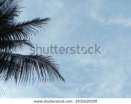 photo of green coconut leaves against a blue sky background