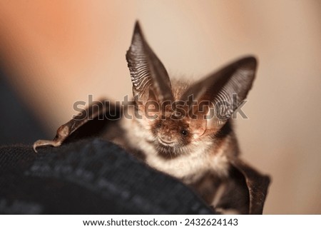 Fiji Flying Fox hanging, on a tree branch eats Mango isolated on white background.Bats are the only native mammals in Fiji. No people. Copy space