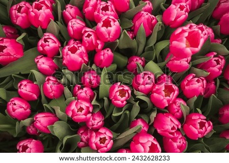 bright pink tulips top view Royalty-Free Stock Photo #2432628233
