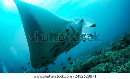 A huge Oceanic Manta Ray (Manta Birostris) in the ocean Royalty-Free Stock Photo #2432628871