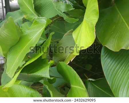 Wallpaper indonesia tropical green leaf background with aesthetic shots