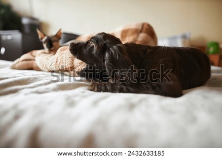 Young English Cocker Spaniel puppy, close-up portrait. Young dark brown English Cocker Spaniel puppy on the bed. A young playful English Cocker Spaniel puppy looks at the camera. Happy puppy Royalty-Free Stock Photo #2432633185