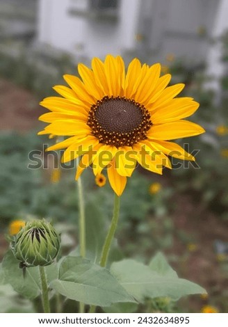 beautiful sunflower close up picture