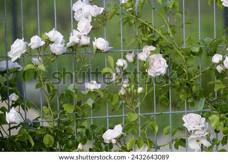 Closeup light pink modern climbing rose Rosa 'New Dawn' growing on a galvanized fence panel Royalty-Free Stock Photo #2432643089