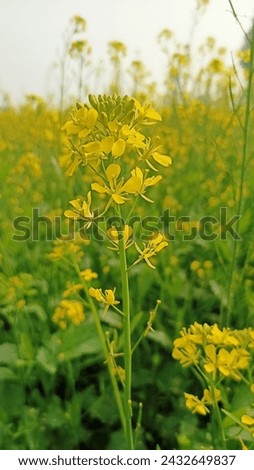 mustard photo best natural health care beautiful pictures 