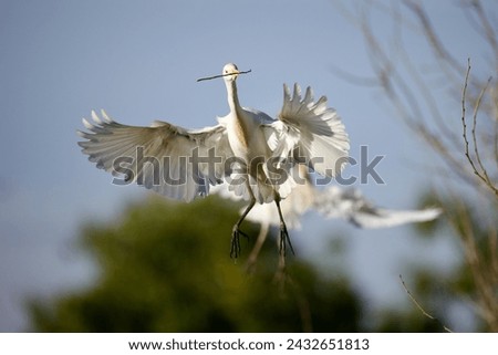 Cattle Egret flying towards its nest with a new stick.  Royalty-Free Stock Photo #2432651813