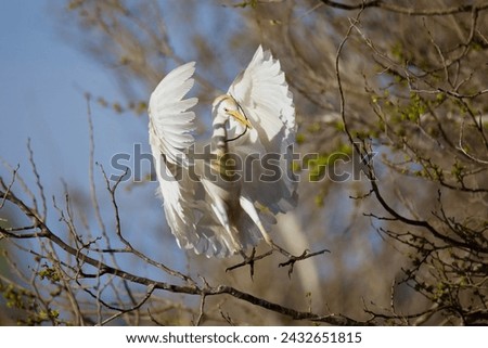 Cattle Egret flying towards its nest with a new stick.  Royalty-Free Stock Photo #2432651815