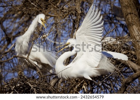 A pair of Great Egrets at their nest.  One with its wings spread. Royalty-Free Stock Photo #2432654579
