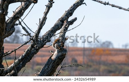 Gray squirrel perched in tree