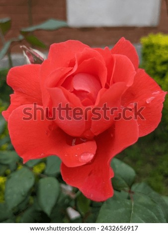 Rose red colour in rainy day