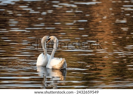 A beautiful pair of white swans floating on a pond