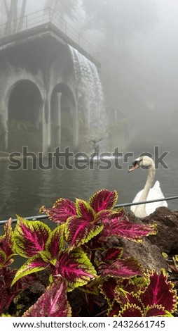 Lonely, gorgeous swan swimming in the lake of Tropical Garden with epic waterfall background in Funchal, Madeira