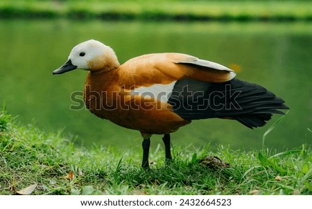 Golden Brown Duck from Terra Nostra Parque in São Miguel Azores