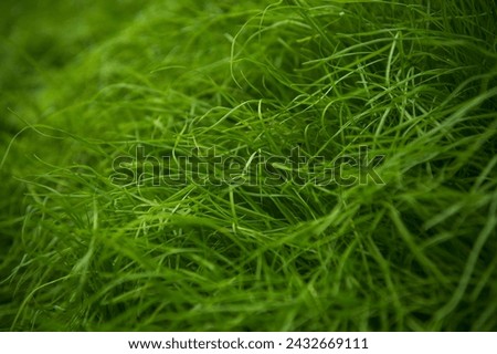 fresh green grass in spring Royalty-Free Stock Photo #2432669111