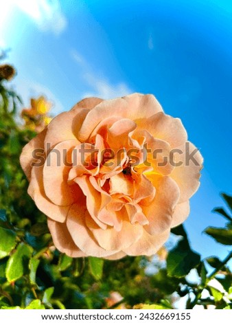 Beautiful apricot colored rose in bloom. Sunny autumn day in Southern California. Blue skies over a vibrant rose garden.