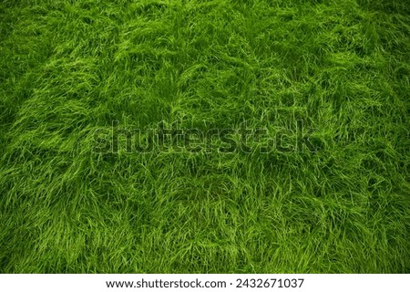fresh green grass in spring Royalty-Free Stock Photo #2432671037