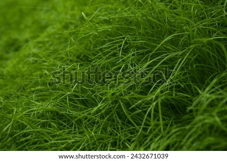 fresh green grass in spring Royalty-Free Stock Photo #2432671039