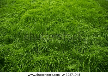 fresh green grass in spring Royalty-Free Stock Photo #2432671045