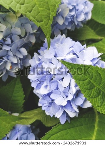 Hydrangea macrophylla closeup of a blue to periwinkle hue surrounded by green leaves