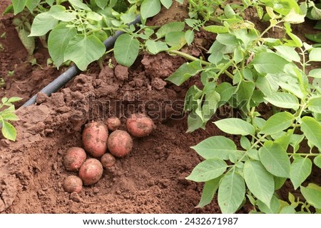 Growing Potatoes in Green house with Drip Irrigation System. Royalty-Free Stock Photo #2432671987